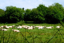 Vaches "froment du Léon"