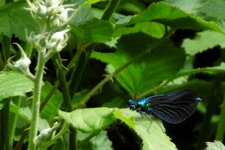 Libellule "calopteryx éclatant" mâle