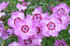 Oeillet de rocaille (dianthus deltoïde)