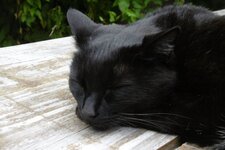 Chat m