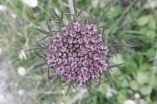 Fleur de carotte sauvage (Daucus carota)