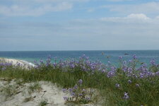 Giroflée des dunes in situ