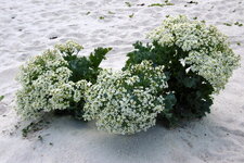 Crambe maritime