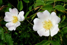Eglantine (Rosier des haies)