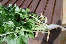 Daïkon (radis blanc)
