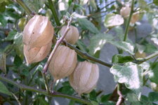 Physalis (Amour en cage)