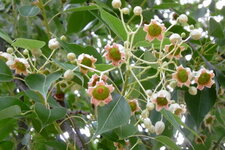 Brachychiton à feuilles de peuplier