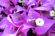 Bougainvillier