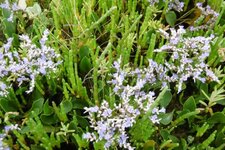 Salicorne et statice vulgaire