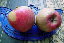 Pomme "Pilot"