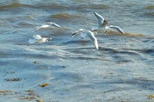 Mouettes rieuses