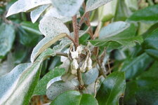  Chalef piquant (Elaeagnus pungens)