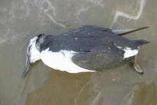 Jeune guillemot