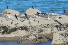 Cormorans et huîtriers pies