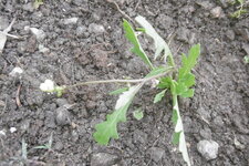 Roquette sauvage en voie de domestication 