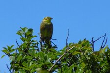 Bruant jaune
