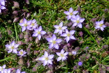 Spergulaire des rochers