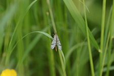 Panorpa vulgaris femelle