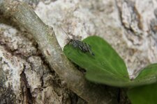 Panorpe-mouche scorpion