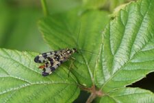 Panorpe sp. - Mouche scorpion