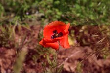 Papaver rhoeas