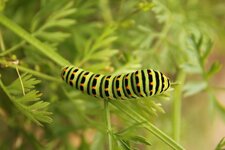 Chenille de Machaon