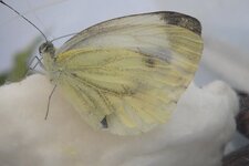 papillon