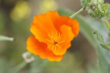 Pavot de Californie