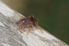 Pentatoma rufipes