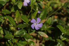 Petite pervenche