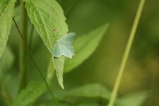 Phalène silloneé / Hemithea aestivaria