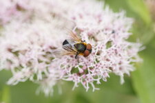 Phasia hemiptera