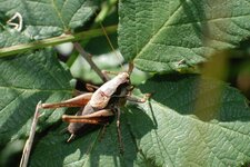 Decticelle cendrée, Pholidoptera griseoaptera (De Geer, 1773)