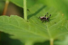 Pholidoptera griseoaptera juvénile