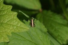 Pholidoptera griseoaptera juvénile