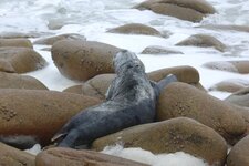 Phoque gris