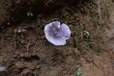 Russule