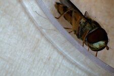 Syrphe (Syrphus Ribesii)