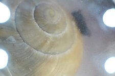 Un Escargot