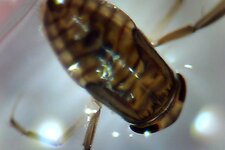 Nymphe de Corixe