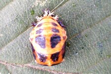 Larve de coccinelle à deux points