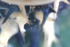 Zoom sur la nymphe de coccinelle