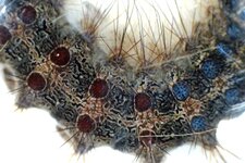 Chenille