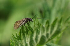 Sisyra nigra