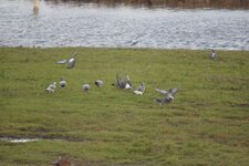 Pigeons ramiers
