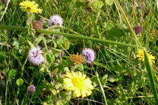 Flore du marais