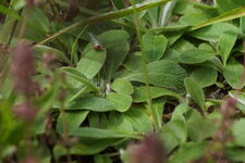 Piloselle épilobe 