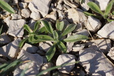 Piloselle sp.
