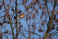 Pinson des arbres posé sur un Aulne glutineux