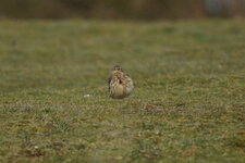 Pipit sp.